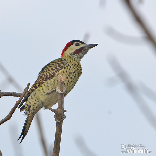 Green-barred Woodpecker (Colaptes melanochloros)