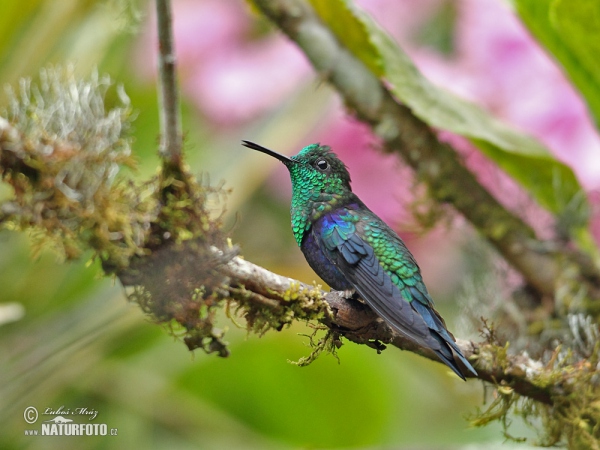 Green-crowned Woodnymph (Thalurania fannyae)