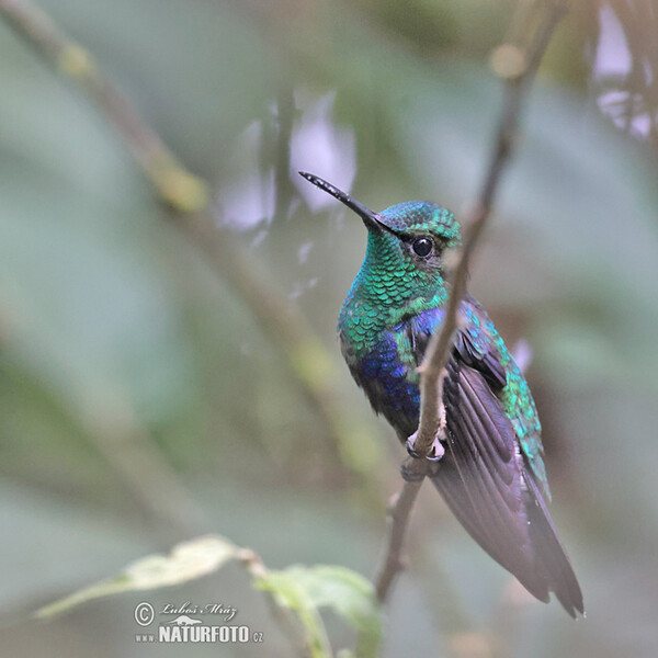 Green-crowned Woodnymph (Thalurania fannyae)