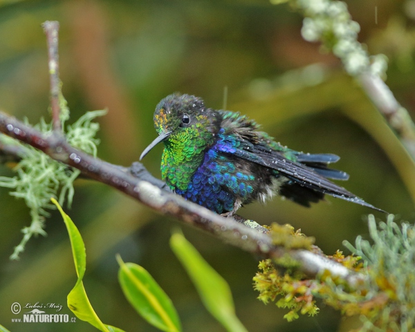 Green-crowned Woodnymph (Thalurania fannyae)