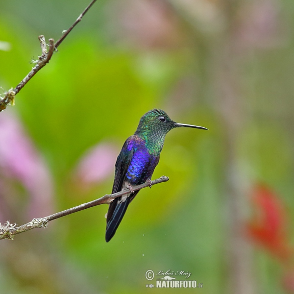 Green-crowned Woodnymph (Thalurania fannyae)