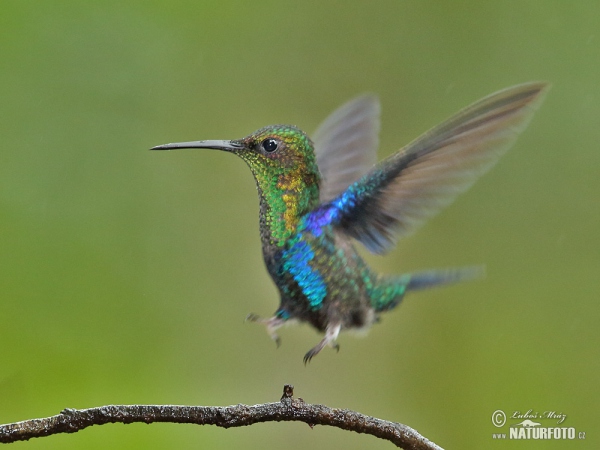 Green-crowned Woodnymph (Thalurania fannyae)