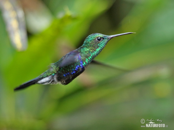 Green-crowned Woodnymph (Thalurania fannyae)