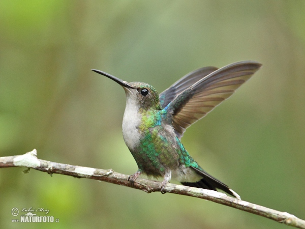 Green-crowned Woodnymph (Thalurania fannyae)