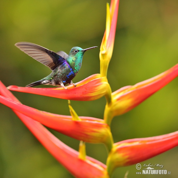 Green-crowned Woodnymph (Thalurania fannyae)