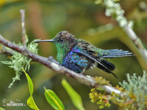 Green-crowned Woodnymph (Thalurania fannyae)