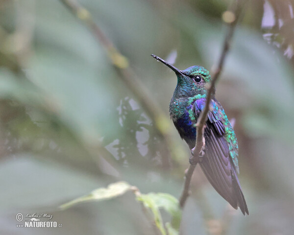 Green-crowned Woodnymph (Thalurania fannyae)