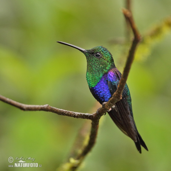 Green-crowned Woodnymph (Thalurania fannyae)