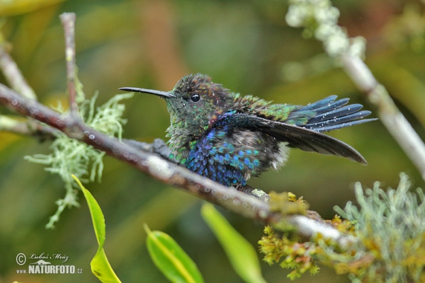 Green-crowned Woodnymph (Thalurania fannyae)