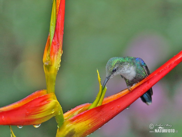 Green-crowned Woodnymph (Thalurania fannyae)