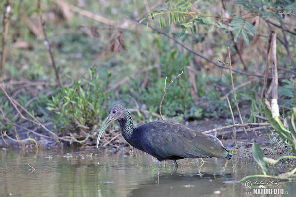 Green Ibis (Mesembrinibis cayennensis)