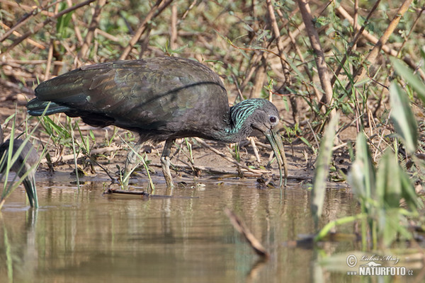 Green Ibis (Mesembrinibis cayennensis)