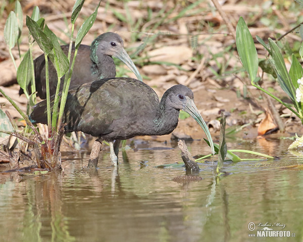 Green Ibis (Mesembrinibis cayennensis)