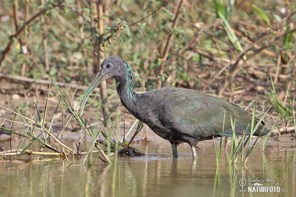 Green Ibis (Mesembrinibis cayennensis)