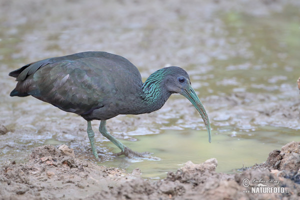 Green Ibis (Mesembrinibis cayennensis)