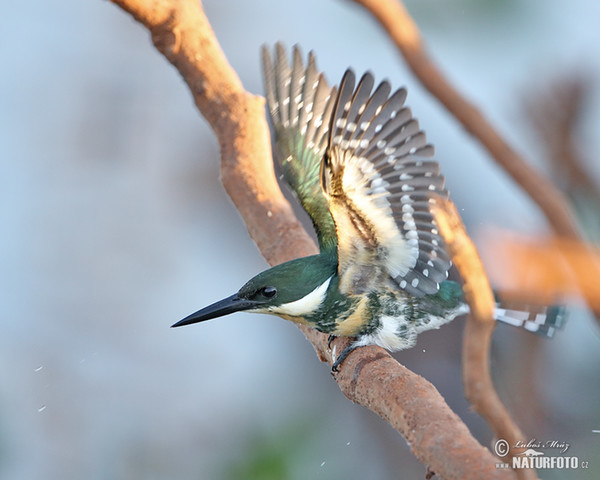 Green Kingfisher (Chloroceryle americana)