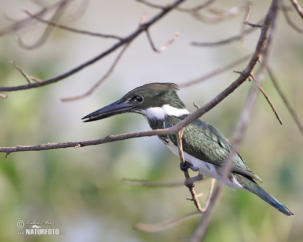 Green Kingfisher (Chloroceryle americana)