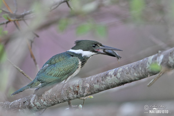 Green Kingfisher (Chloroceryle americana)