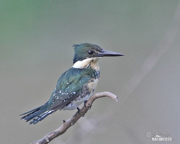 Green Kingfisher (Chloroceryle americana)