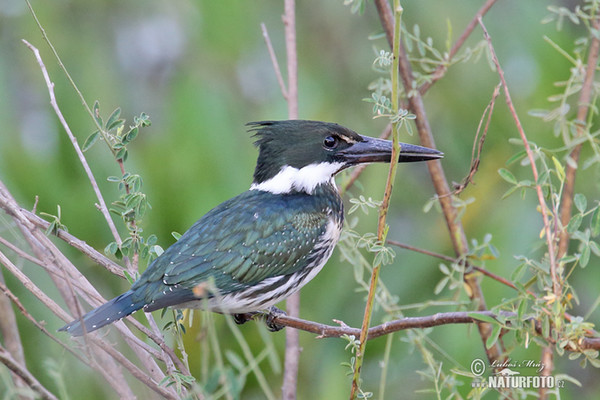 Green Kingfisher (Chloroceryle americana)