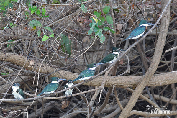 Green Kingfisher (Chloroceryle americana)