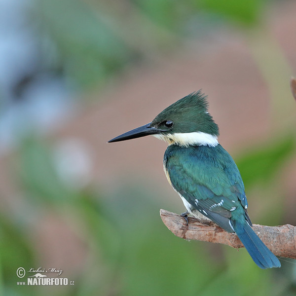 Green Kingfisher (Chloroceryle americana)