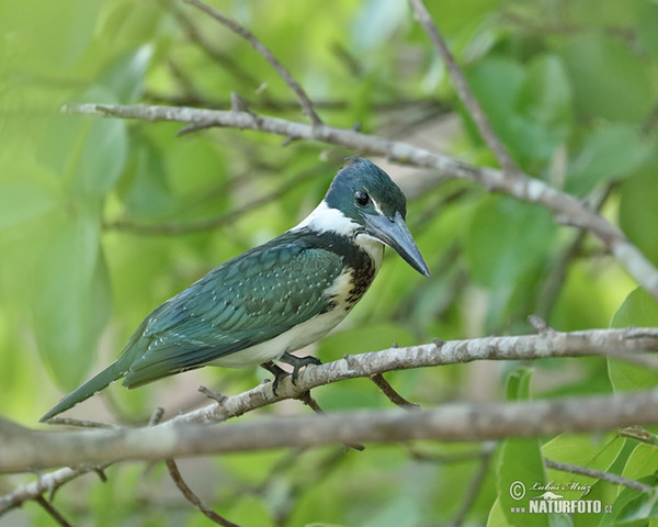 Green Kingfisher (Chloroceryle americana)