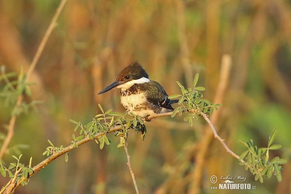 Green Kingfisher (Chloroceryle americana)