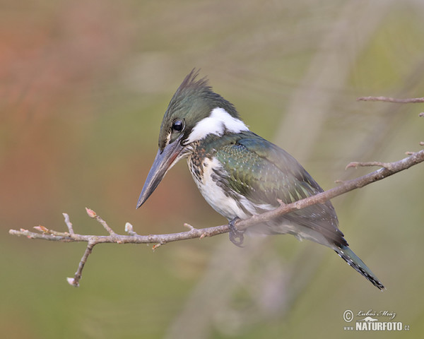 Green Kingfisher (Chloroceryle americana)