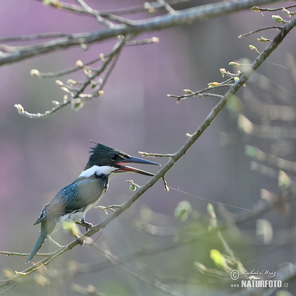 Green Kingfisher (Chloroceryle americana)