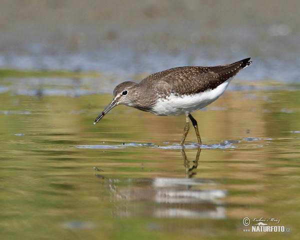 Green Sandpiper (Tringa ochropus)