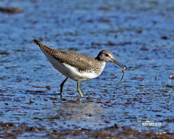 Green Sandpiper (Tringa ochropus)