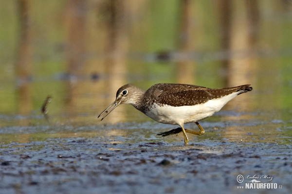 Green Sandpiper (Tringa ochropus)