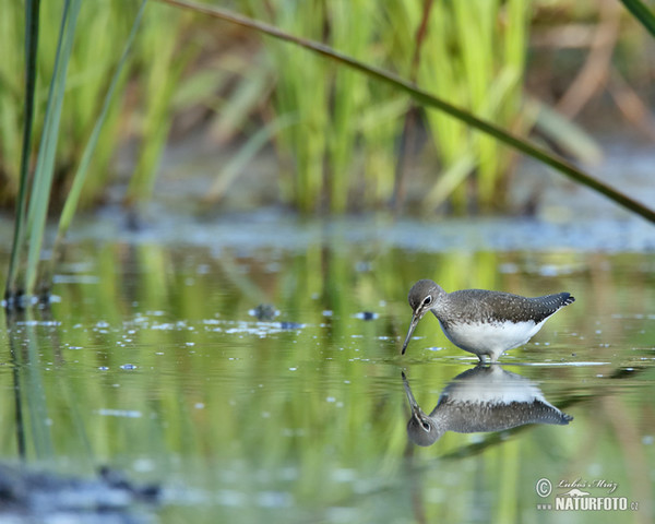 Green Sandpiper (Tringa ochropus)