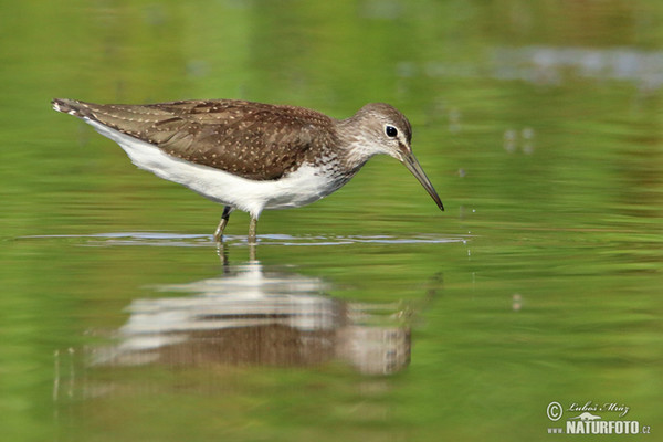 Green Sandpiper (Tringa ochropus)