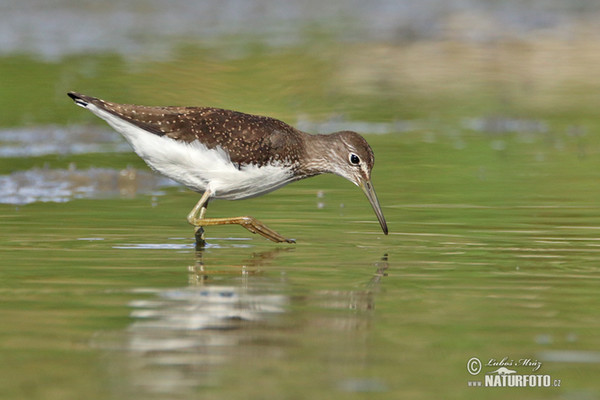 Green Sandpiper (Tringa ochropus)