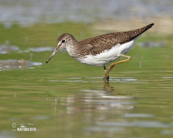 Green Sandpiper (Tringa ochropus)