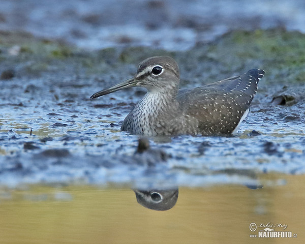 Green Sandpiper (Tringa ochropus)