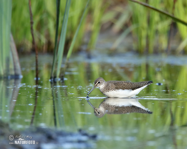 Green Sandpiper (Tringa ochropus)