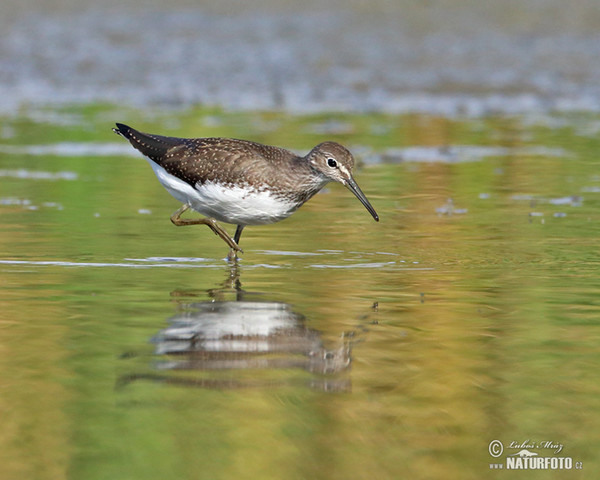 Green Sandpiper (Tringa ochropus)