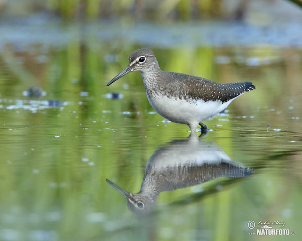 Green Sandpiper (Tringa ochropus)