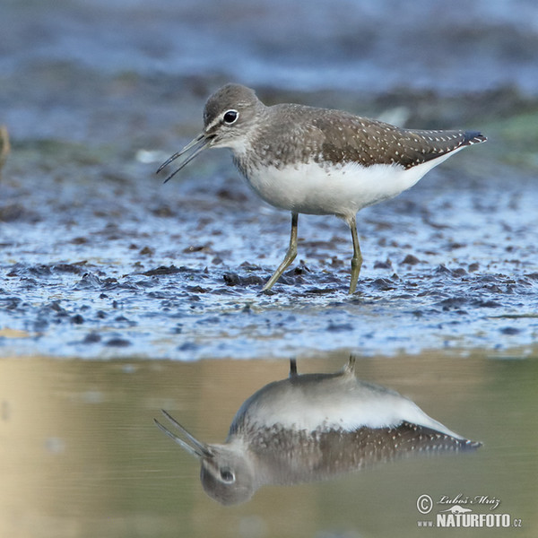 Green Sandpiper (Tringa ochropus)