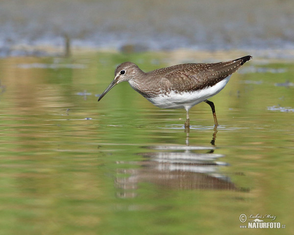 Green Sandpiper (Tringa ochropus)