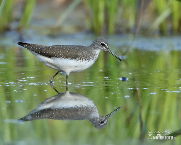 Green Sandpiper (Tringa ochropus)