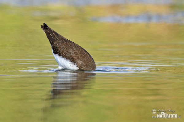 Green Sandpiper (Tringa ochropus)