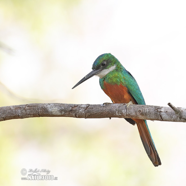 Green-tailed Jacamar (Galbula galbula)