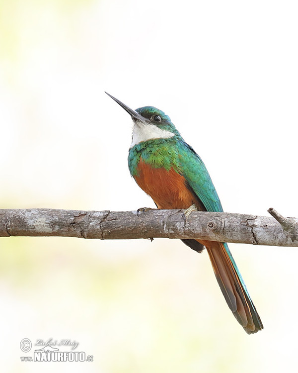 Green-tailed Jacamar (Galbula galbula)