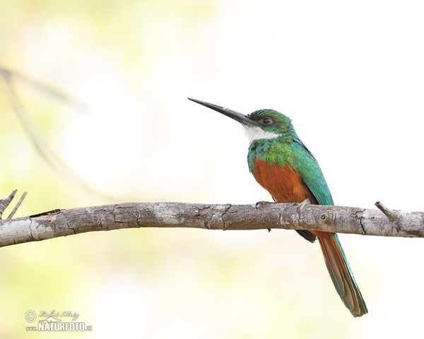 Green-tailed Jacamar (Galbula galbula)