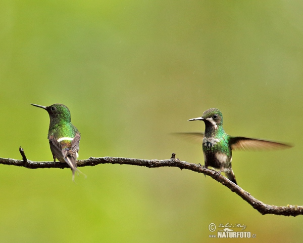 Green Thorntail (Discosura conversii)