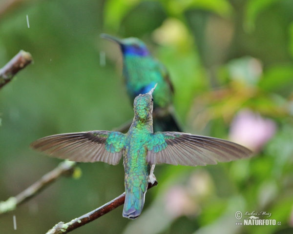 Green Violet-ear (Colibri thalassinus)